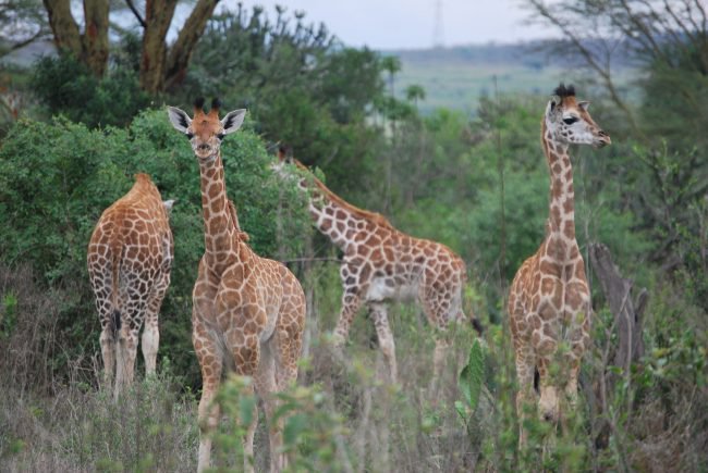 Фото - Жирафы снова удивили биологов