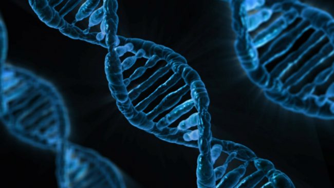 Фото - Ученые выяснили, зачем нужна «мусорная» ДНК