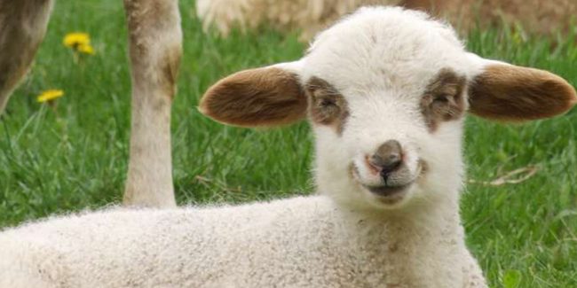 Фото - Печатающую стволовыми клетками биоручку протестировали на овцах