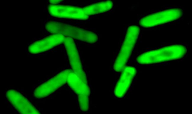 Фото - Создана первая полусинтетическая бактерия с искусственной ДНК