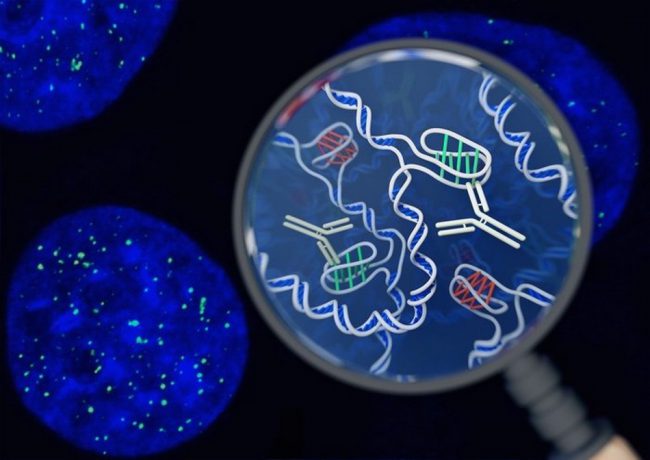 Фото - В человеческих клетках впервые обнаружена новая форма ДНК
