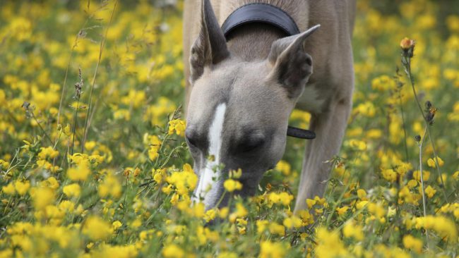 Фото - Похоже, собаки могут «видеть» своими мощными носами